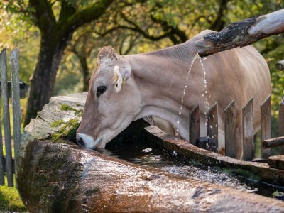 Holiday room Doppelzimmer mit DU/WC Familie - Environment photo 83