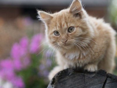 Holiday room Doppelzimmer mit DU/WC Familie - Environment photo 84