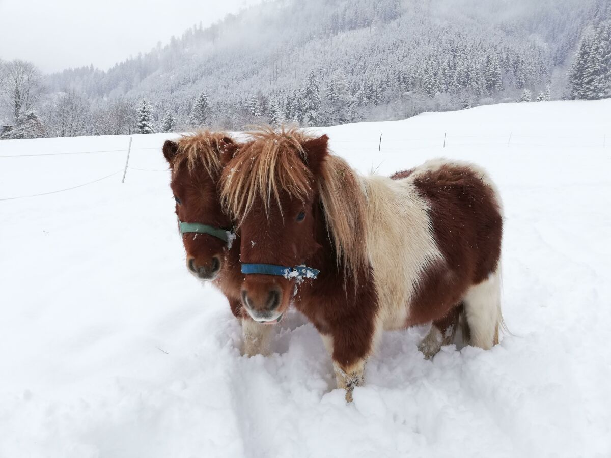 Apartment Bergglück - Outdoor photo 4