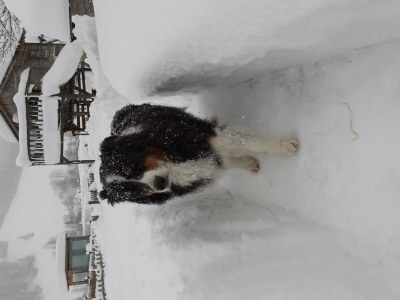 Apartment Bergglück - Outdoor photo 9