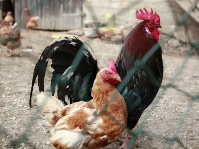 Apartment Bergglück - Outdoor photo 12