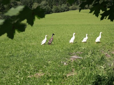 Apartment Bergglück - Outdoor photo 16