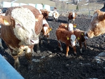 Apartment Bergglück - Outdoor photo 19