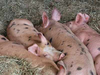 Holiday room Familienzimmer Siebenschläfer ohne Verpflegung - Outdoor photo 2