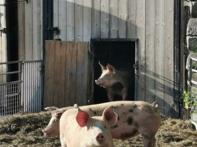 Holiday room Familienzimmer Siebenschläfer ohne Verpflegung - Outdoor photo 12