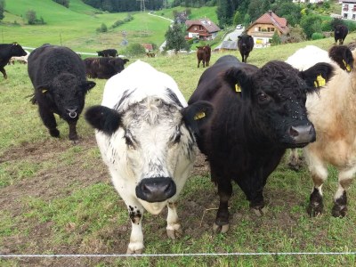Holiday room Familienzimmer Siebenschläfer ohne Verpflegung - Outdoor photo 16