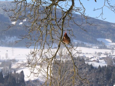 Holiday room Familienzimmer Siebenschläfer ohne Verpflegung - Outdoor photo 34