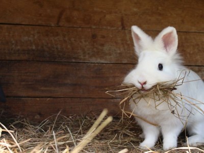 Holiday room Familienzimmer Siebenschläfer ohne Verpflegung - Outdoor photo 35