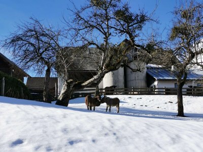 Holiday room Familienzimmer Siebenschläfer ohne Verpflegung - Outdoor photo 45
