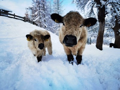 Holiday room Familienzimmer Siebenschläfer ohne Verpflegung - Outdoor photo 52