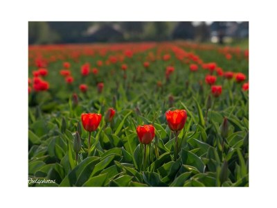 Bungalow Eureka 122 - Environment photo 30