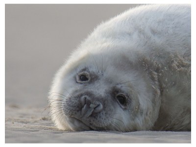 Bungalow Eureka 122 - Environment photo 35