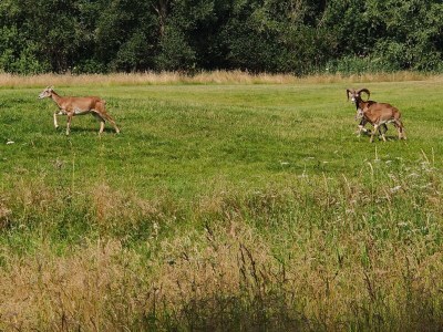 Holiday apartment Sweet Spot am Fleesensee - Environment photo 38