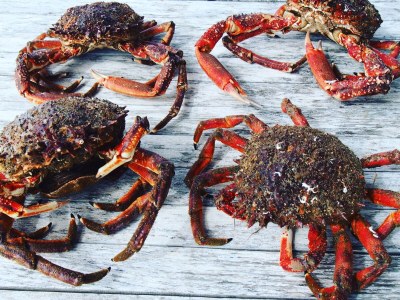 Villa Oxygène - Brittany - Environment photo 33