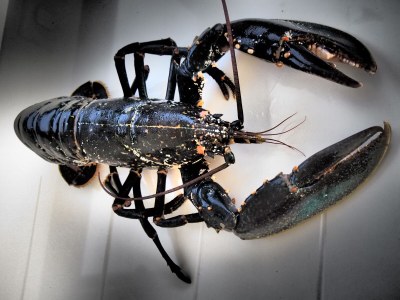 Villa Oxygène - Brittany - Environment photo 34