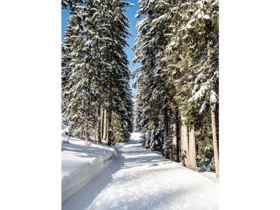 Apartment Moosbeere: Großzügiges 2-Zimmer-Chalet Nr. 201 - Outdoor photo 11