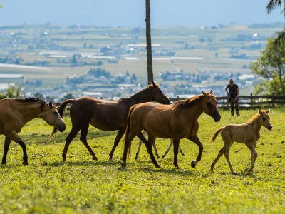 Holiday apartment Nofnerhof - Environment photo 37