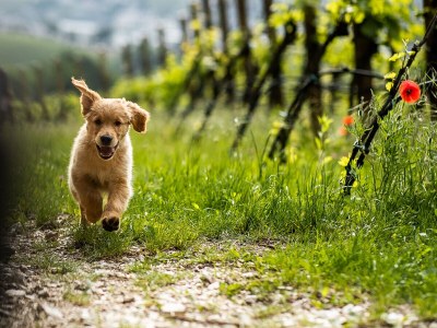 Holiday apartment Nofnerhof - Environment photo 38