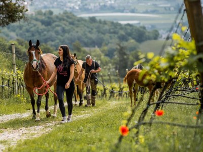 Holiday apartment Nofnerhof - Environment photo 39