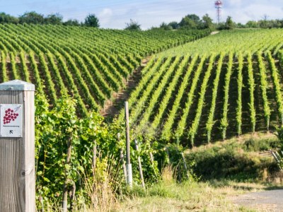 Holiday apartment Ahrterrassen I - Penthouse - Environment photo 16