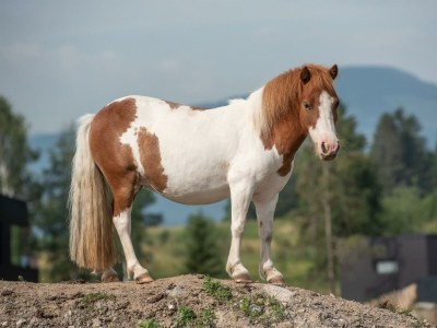 Apartment Appartement Family de Luxe - Outdoor photo 37