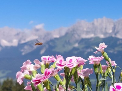 Apartment Ferienhaus Chalet - Outdoor photo 9