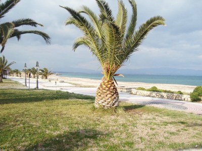 Villa Traditional Estate Pool Garden - Environment photo 22