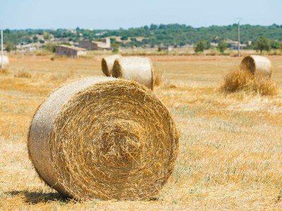 Cottage 108 Finca Son Morey Tarongers ETV/14340 by Mallorc - Environment photo 38