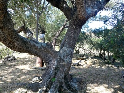 Holiday house Landhaus Piras nahe Budoni - Outdoor photo 9