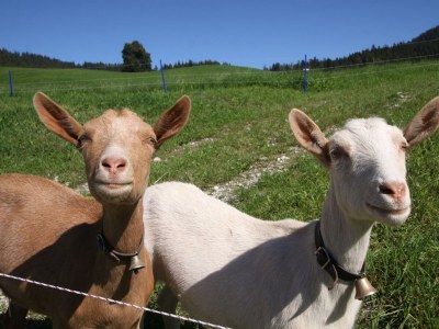 Apartment Ferienwohnung Jasmin - Outdoor photo 3