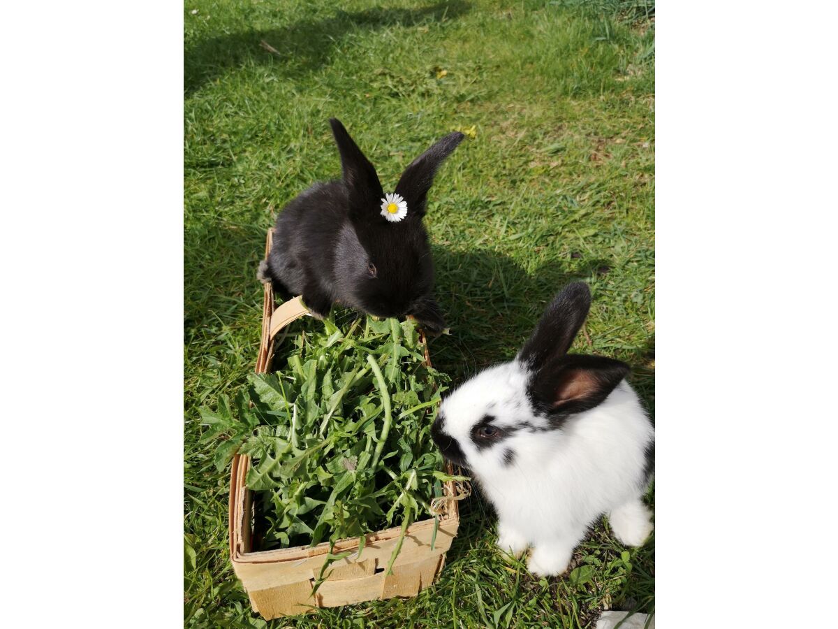 Apartment Ferienwohnung Anemone - Outdoor photo 5