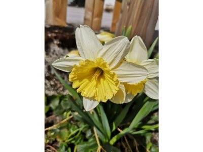 Apartment Ferienwohnung Anemone - Outdoor photo 8