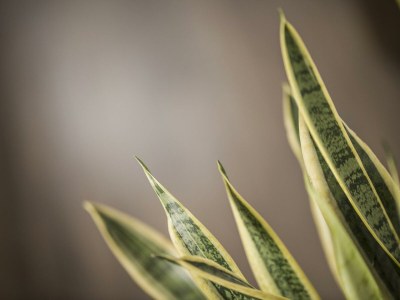 Apartment Typ Alpenmohn - Features photo 42