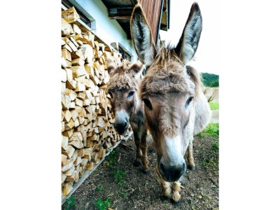 Apartment Ferienwohnung - Features photo 22