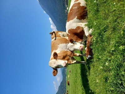 Apartment Ferienwohnung "Kuhweide" - Outdoor photo 39