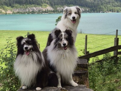 Apartment Blackberry - Outdoor photo 16