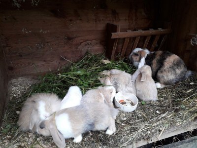 Apartment Badhaus - Outdoor photo 88