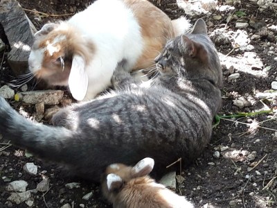 Apartment Badhaus - Outdoor photo 93