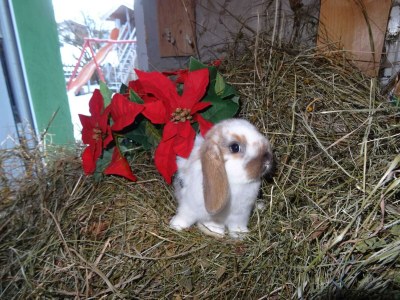Holiday room Doppelzimmer Karwendel - Outdoor photo 91