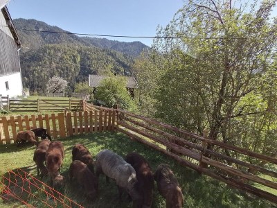 Apartment Ferienwohnung Ausserberg - Outdoor photo 15