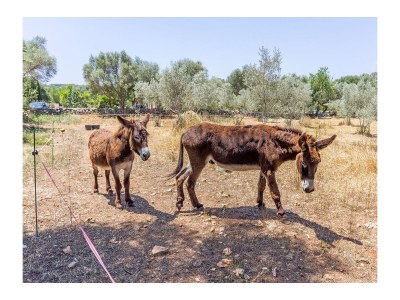 Holiday house CAN PINA - ECO GROC - Outdoor photo 12