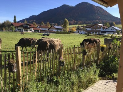 Holiday apartment Log cabin green heart - Features photo 21