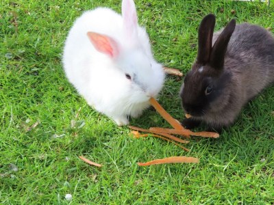 Apartment Ferienwohnung Haberlwohnung - Outdoor photo 18