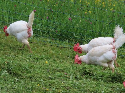Apartment Ferienwohnung Haberlwohnung - Outdoor photo 19