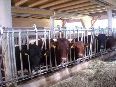 Apartment Ferienwohnung Oberklamm - Outdoor photo 10