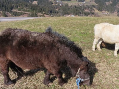 Apartment Ferienwohnung Oberklamm - Outdoor photo 18