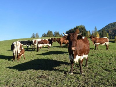 Apartment Ferienwohnung Unterklamm - Outdoor photo 11