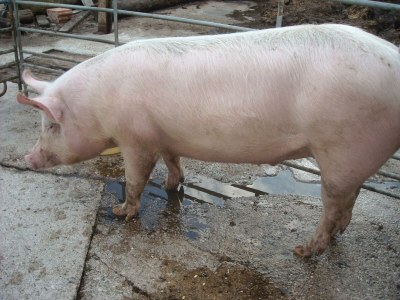 Apartment Ferienwohnung Unterklamm - Outdoor photo 20