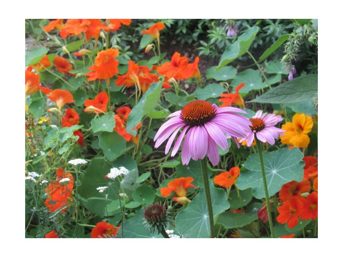 Apartment Ferienwohnung Ringelblume/2 Schlafräume/Dusche, WC - Outdoor photo 3