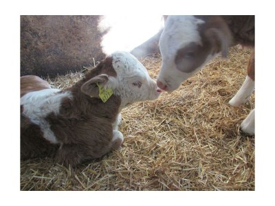 Apartment Ferienwohnung Ringelblume/2 Schlafräume/Dusche, WC - Outdoor photo 8